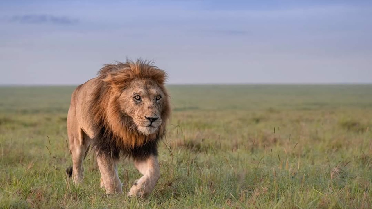 Serengeti National Park Game Drive
